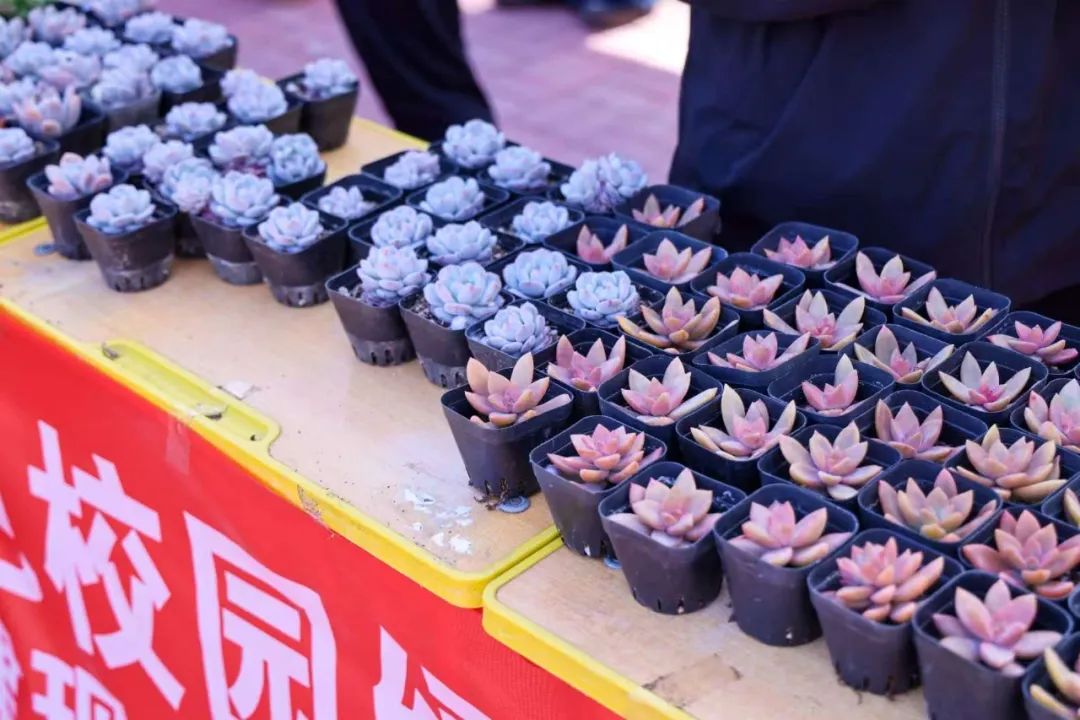 绿植3.jpg