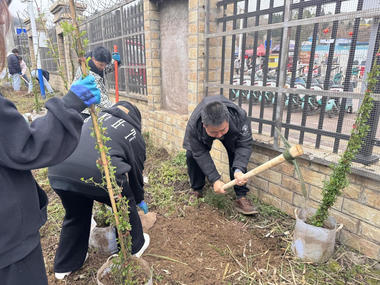 蔷薇种植现场.png