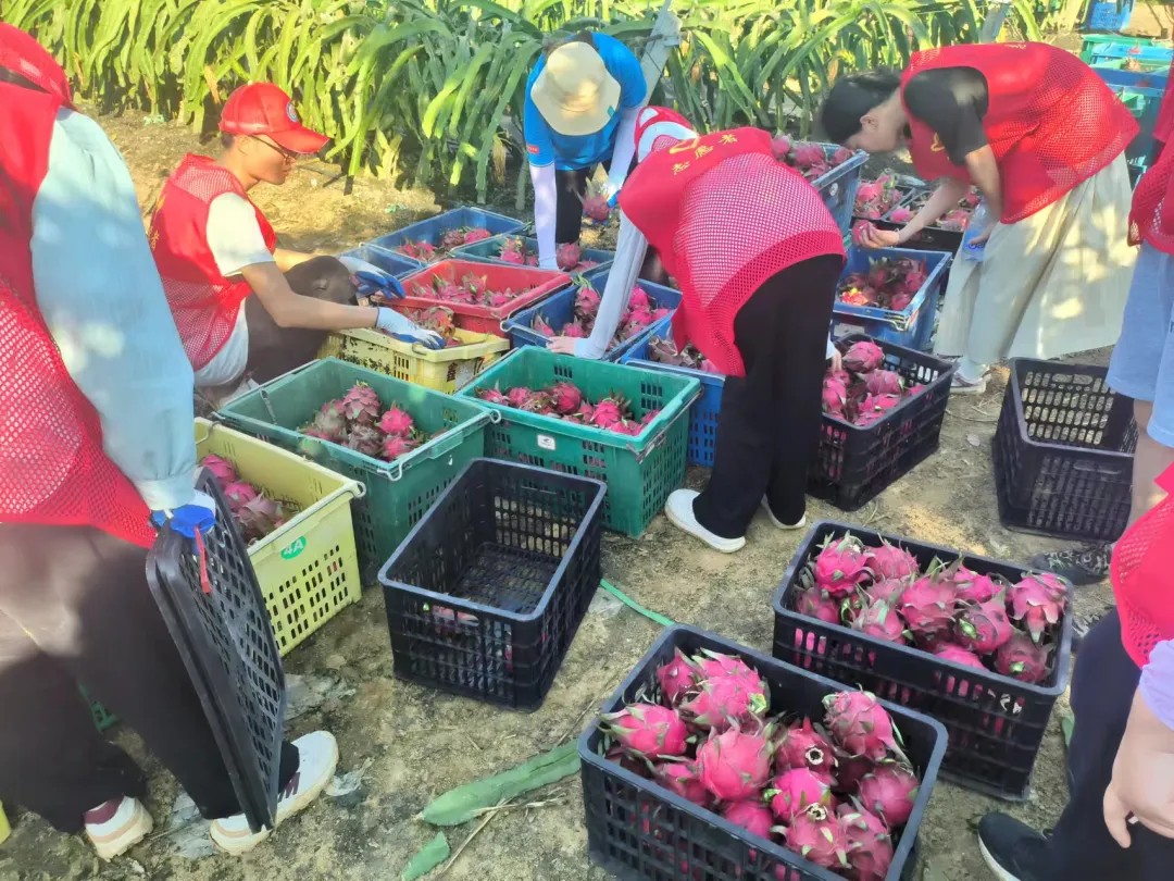 三下乡活动照片