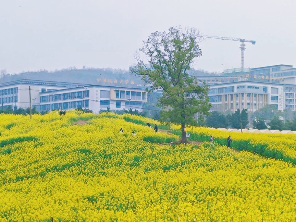 图十.jpg 图十.jpg