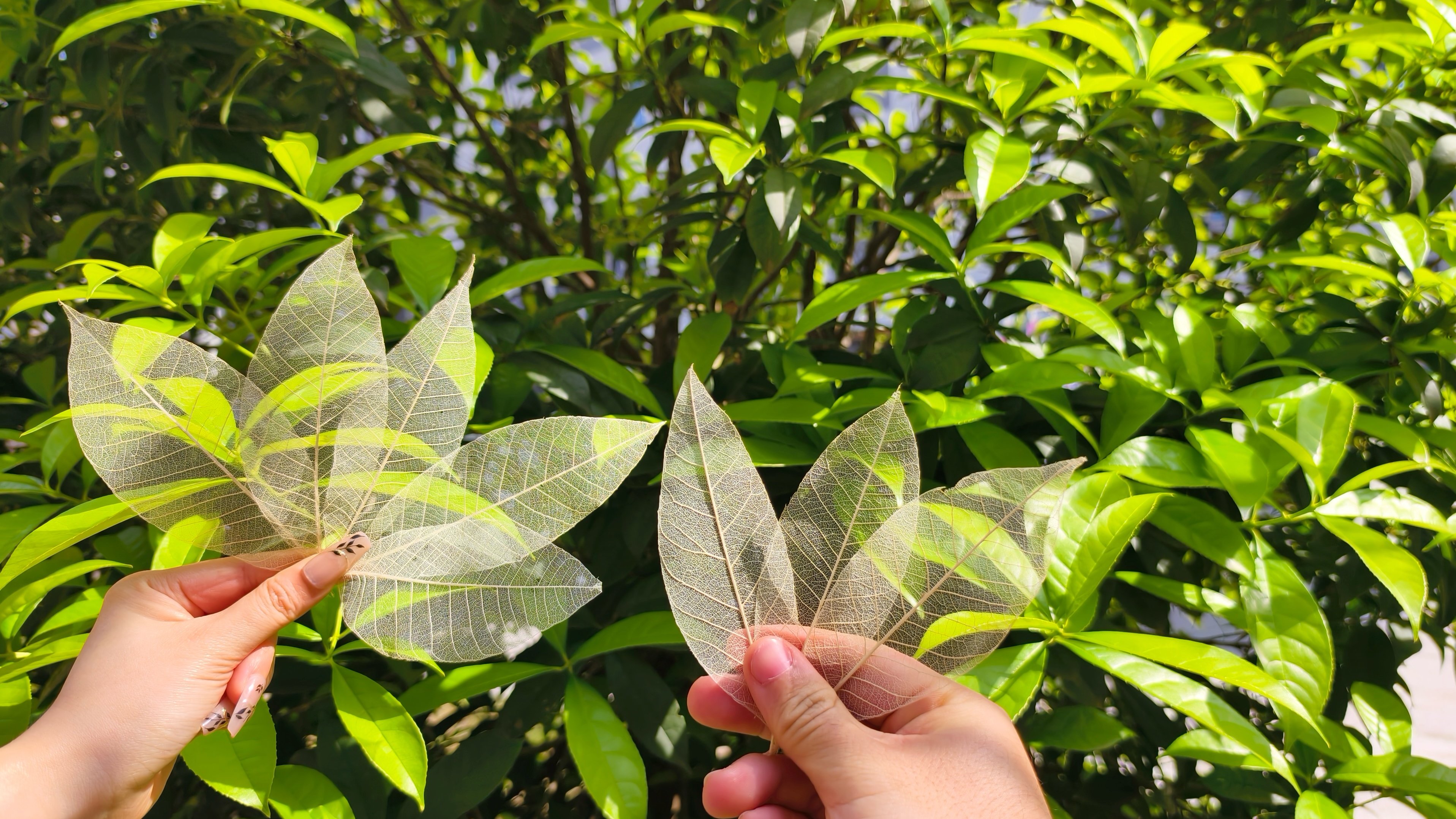 图五.png 图五.png