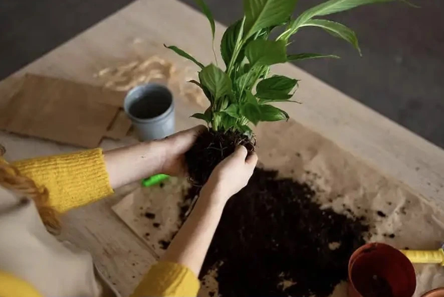 b9f15ae3-dd2c-4939-ac1a-1198293f1e5d.jpg b9f15ae3-dd2c-4939-ac1a-1198293f1e5d.jpg