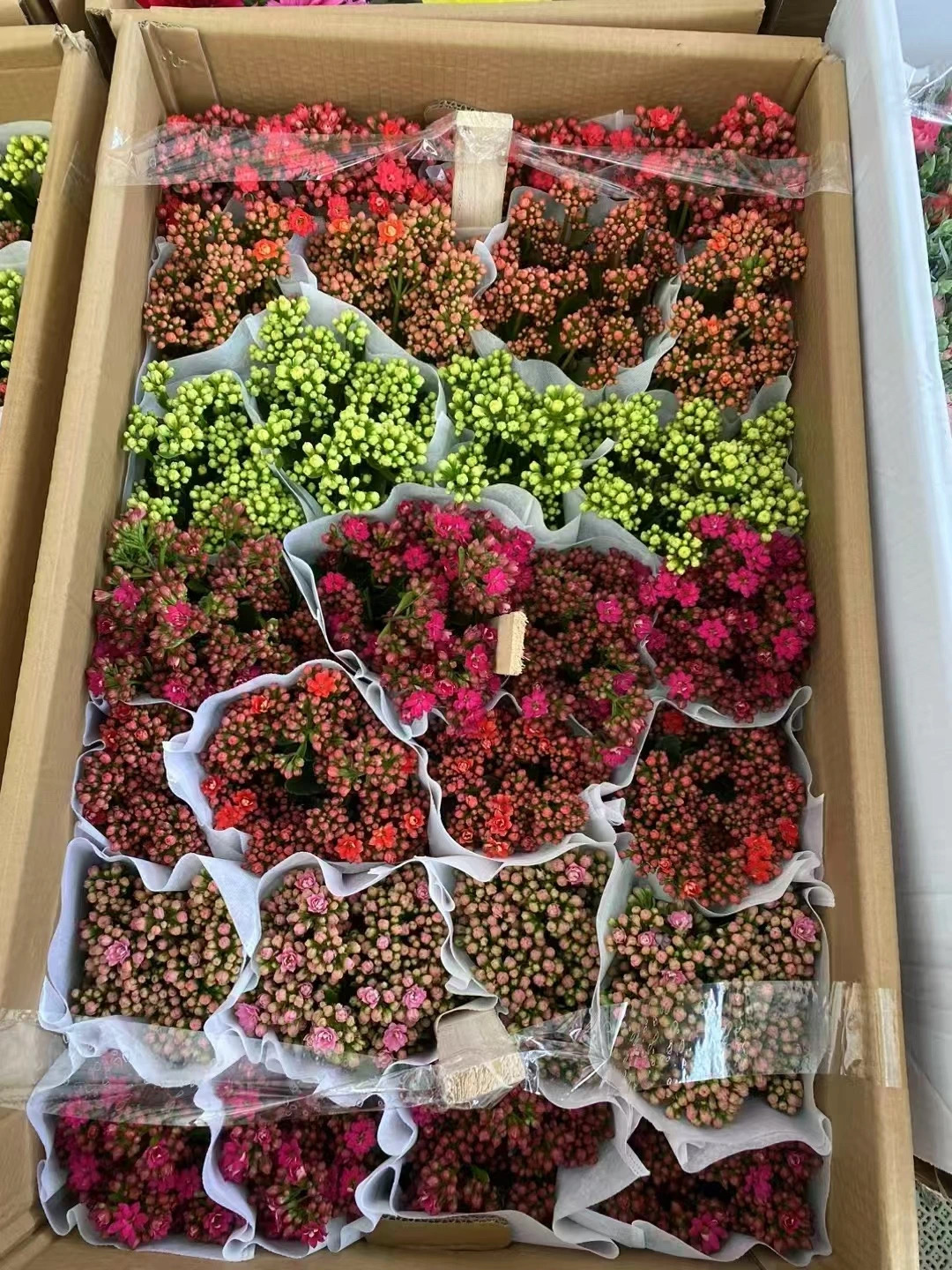 1a5e62f2-2248-467f-b902-c17ad35cd232.jpg 1a5e62f2-2248-467f-b902-c17ad35cd232.jpg