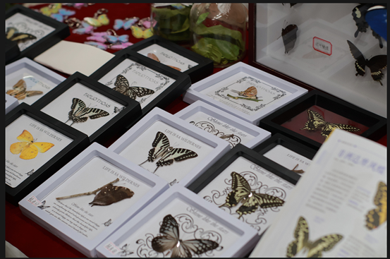 蝴蝶标本展示.png