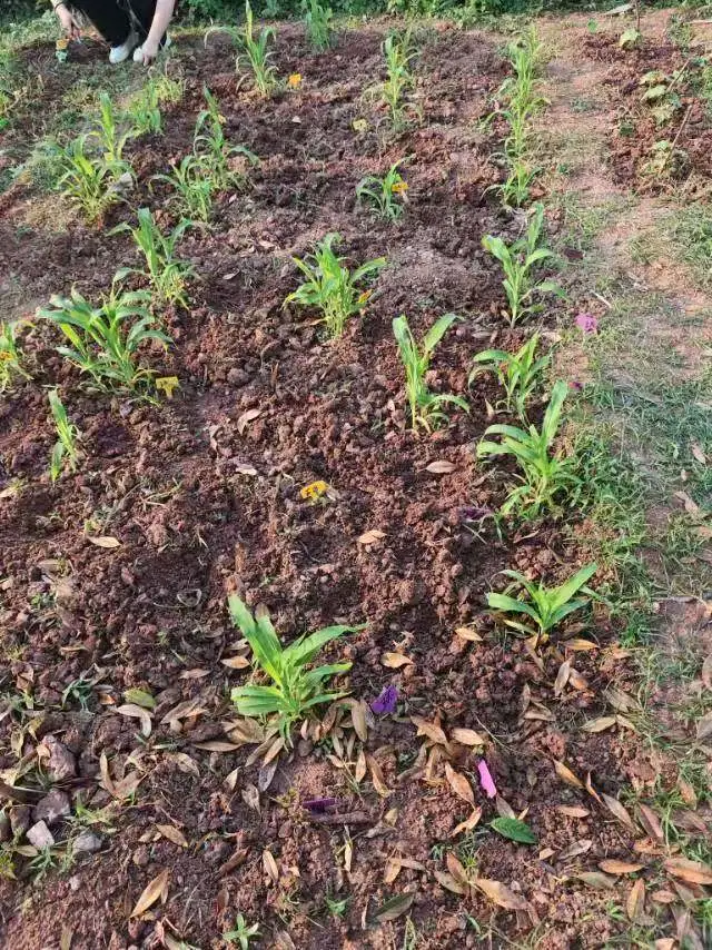 图片7.png 图片7.png