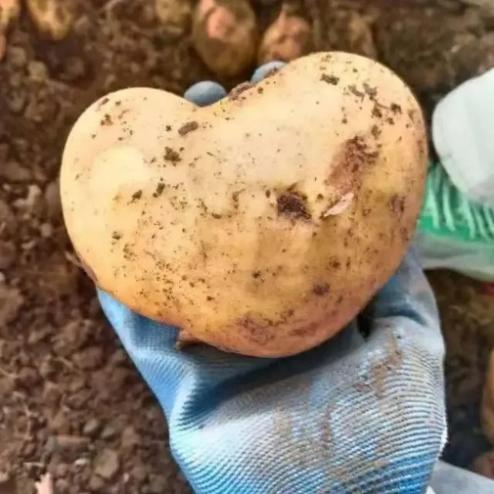 图片6.png 图片6.png