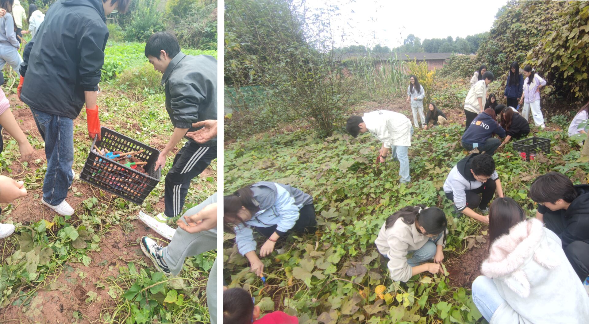 Image_1763440426971.jpg Image_1763440426971.jpg