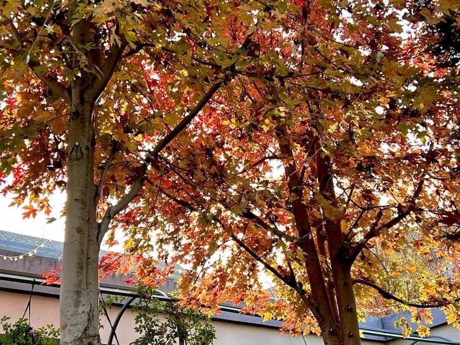 图片39.jpg 图片39.jpg