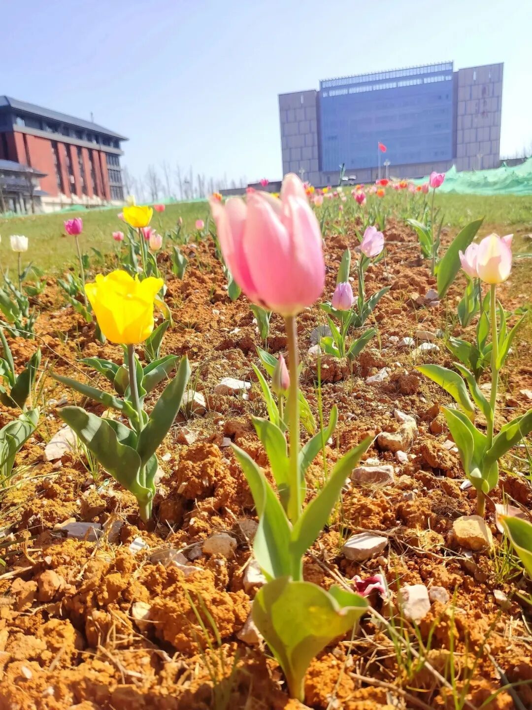《红壤藏春：贵医的郁金香诗篇》 姚悦  药学院