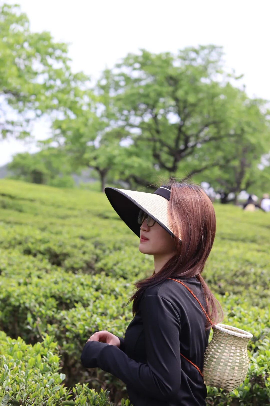 《贵医茶韵：绿意里的青春采茶诗》 章宇露  运动与健康学院