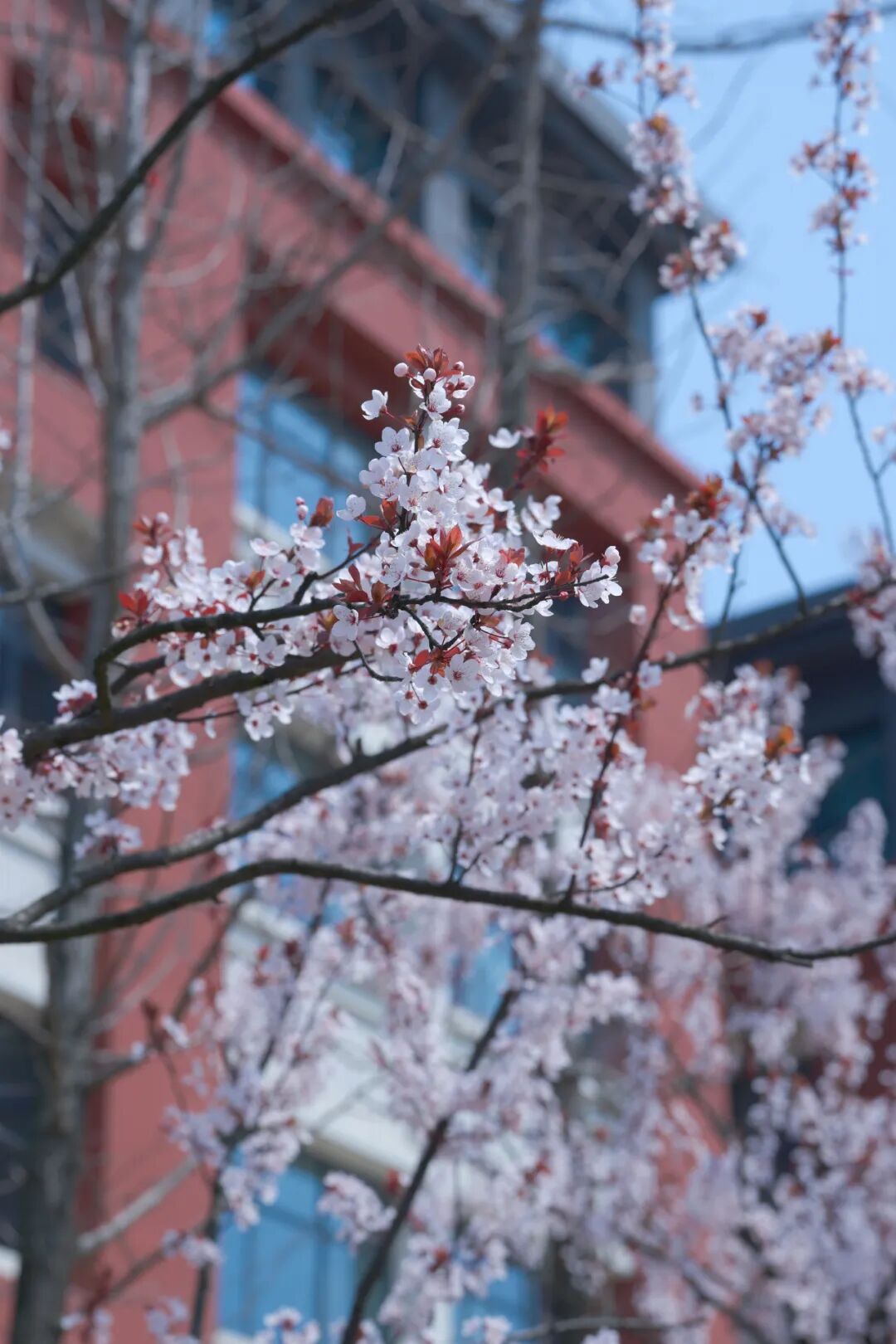 《红墙樱影》  杨森  口腔医学院